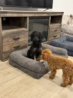 Reba , a female Cavapoo and Cavalier King Charles Spaniel for sale in San Tan Valley, AZ – 5 of 5