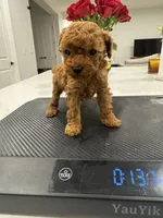 Hazel, a female Poodle - Toy  for sale in San Tan Valley, AZ – 3 of 5