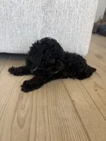 Eddie, a male Poodle - Toy  for sale in San Tan Valley, AZ – 3 of 5