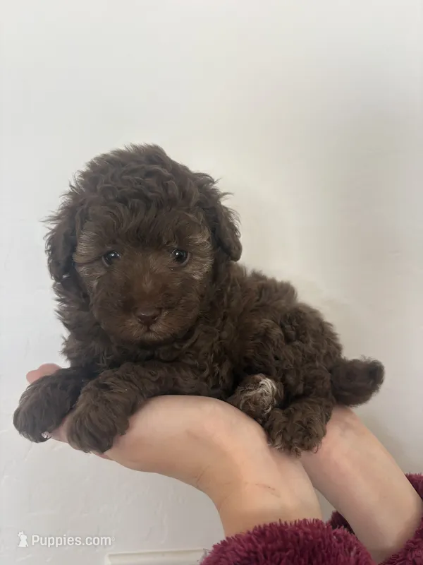 Mocha – Poodle - Toy , Poodle - Miniature  puppy for sale in San Tan Valley, AZ