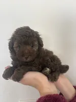 Mocha, a female Poodle - Toy  and Poodle - Miniature  for sale in San Tan Valley, AZ – 1 of 4