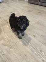 Enzo, a male Poodle - Toy  and Poodle - Miniature  for sale in San Tan Valley, AZ – 1 of 2