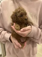 Honey , a female Poodle - Toy  for sale in San Tan Valley, AZ – 2 of 2