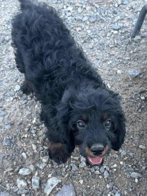 Rocky  – Cavapoo, Cavalier King Charles Spaniel puppy for sale in San Tan Valley, AZ