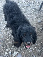 Rocky , a male Cavapoo and Cavalier King Charles Spaniel for sale in San Tan Valley, AZ – 1 of 3
