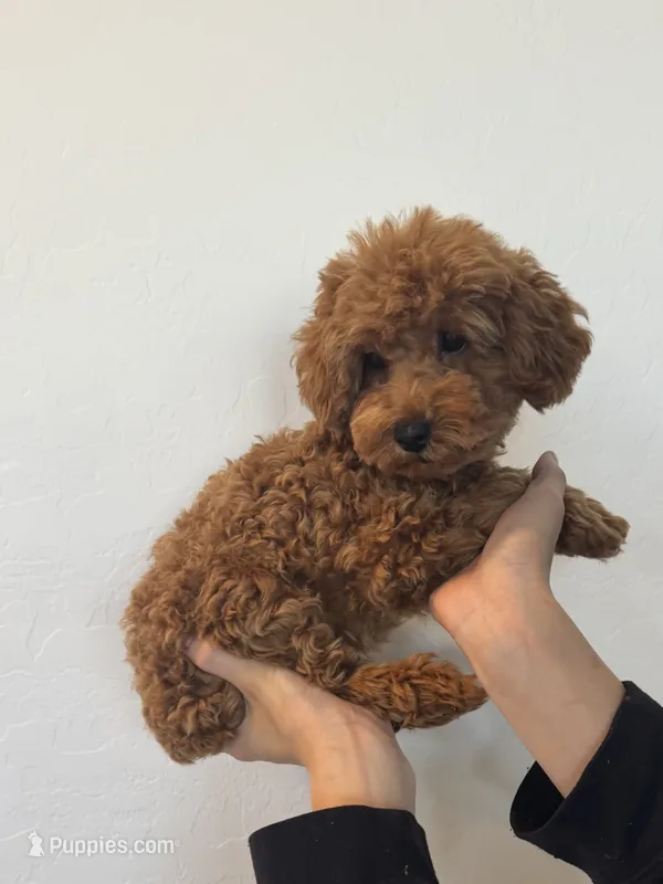 Baxter  – Poodle - Toy  puppy for sale in San Tan Valley, AZ