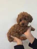 Baxter , a male Poodle - Toy  for sale in San Tan Valley, AZ – 1 of 3