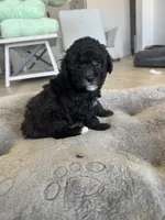 Riley, a female Poodle - Toy  and Poodle - Miniature  for sale in San Tan Valley, AZ – 4 of 4