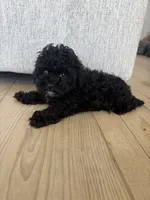 Eddie, a male Poodle - Toy  for sale in San Tan Valley, AZ – 2 of 5