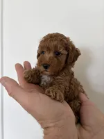 Blaze, a male Poodle - Toy  for sale in San Tan Valley, AZ – Photo 1 of 5