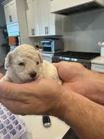 Elsa, a female Poodle - Toy  for sale in San Tan Valley, AZ – 2 of 2