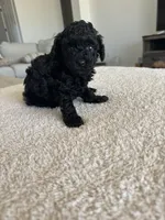 Winston, a male Poodle - Toy  for sale in San Tan Valley, AZ – 4 of 4