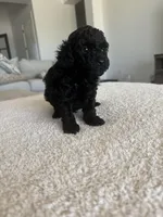 Winston, a male Poodle - Toy  for sale in San Tan Valley, AZ – 3 of 4