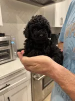 Winston, a male Poodle - Toy  for sale in San Tan Valley, AZ – 1 of 4