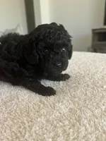 Winston, a male Poodle - Toy  for sale in San Tan Valley, AZ – 2 of 4