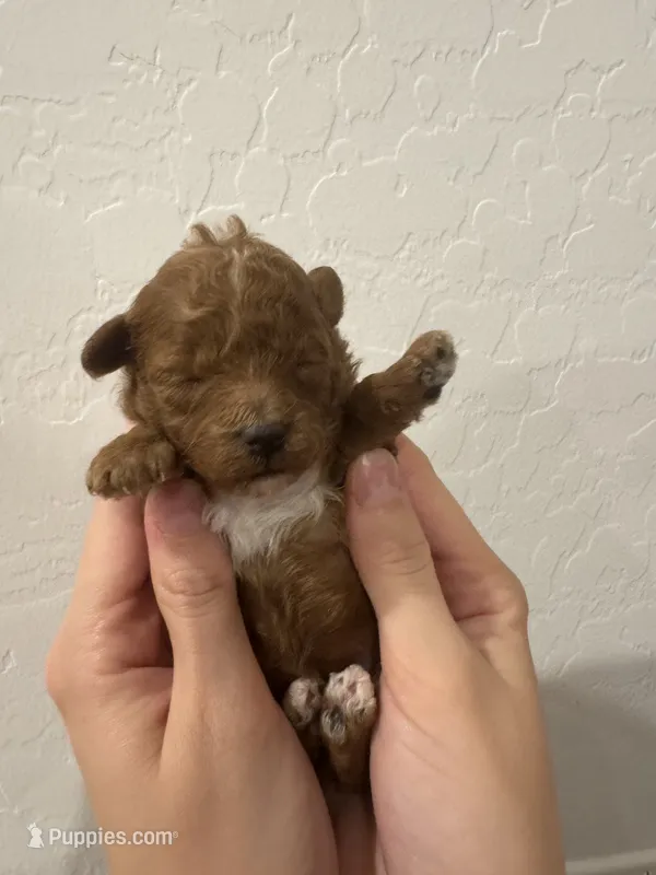 Emmie – Poodle - Toy  puppy for sale in San Tan Valley, AZ