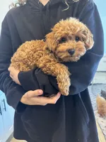 Baxter , a male Poodle - Toy  for sale in San Tan Valley, AZ – 2 of 3