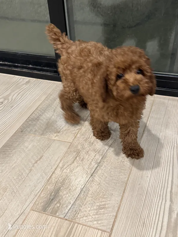 Charlie  – Poodle - Miniature  puppy for sale in San Tan Valley, AZ