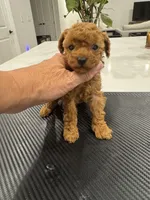 Hazel, a female Poodle - Toy  for sale in San Tan Valley, AZ – 4 of 5