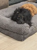 Reba , a female Cavapoo and Cavalier King Charles Spaniel for sale in San Tan Valley, AZ – 2 of 5