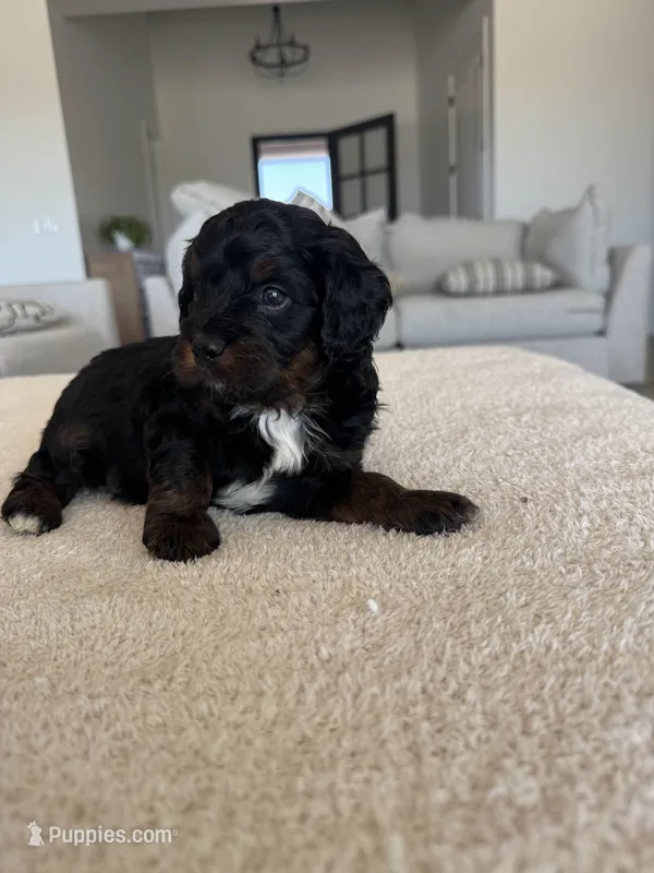 Rocky  – Cavapoo puppy for sale in San Tan Valley, AZ