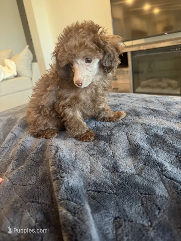 Dorie – Poodle - Toy  puppy for sale in San Tan Valley, AZ