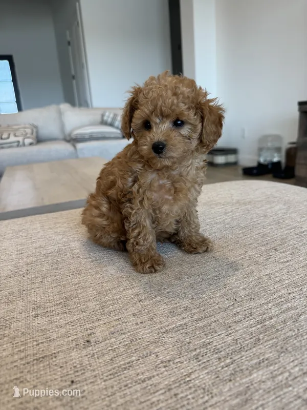 Jax – Poodle - Toy  puppy for sale in San Tan Valley, AZ