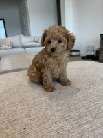 Jax, a male Poodle - Toy  for sale in San Tan Valley, AZ – 1 of 1
