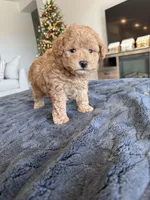 Max, a male Poodle - Toy  for sale in San Tan Valley, AZ – Photo 3 of 3