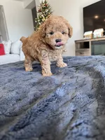 Max, a male Poodle - Toy  for sale in San Tan Valley, AZ – Photo 1 of 3