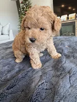 Max, a male Poodle - Toy  for sale in San Tan Valley, AZ – Photo 2 of 3