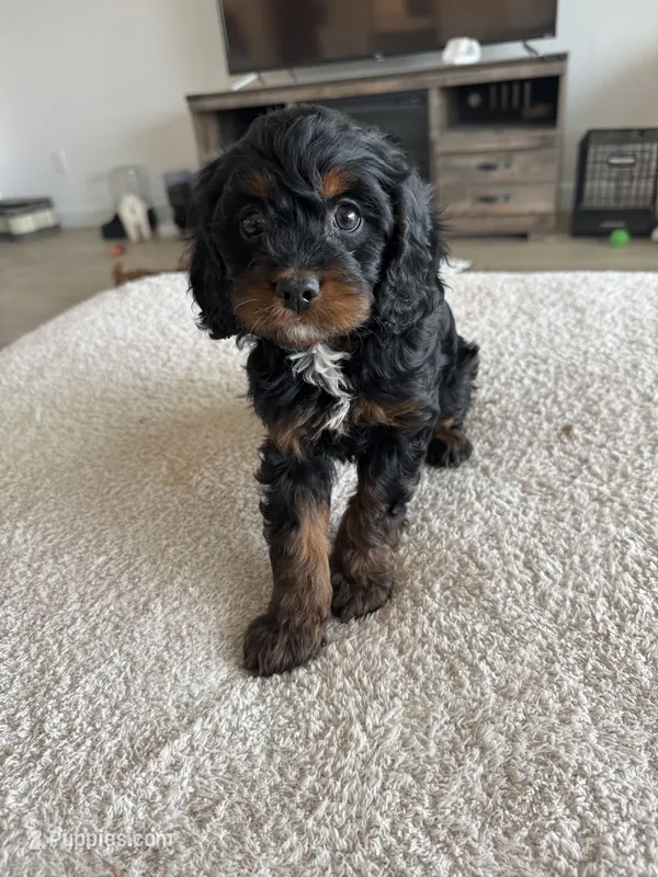 Elsie – Cavapoo, Cavalier King Charles Spaniel puppy for sale in San Tan Valley, AZ
