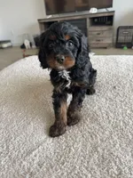 Elsie, a female Cavapoo and Cavalier King Charles Spaniel for sale in San Tan Valley, AZ – 1 of 5