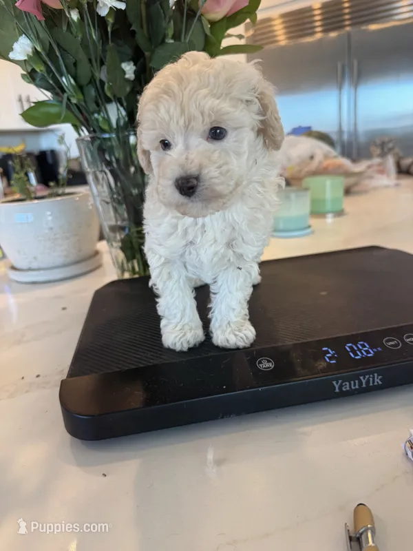 Henry  – Poodle - Toy  puppy for sale in San Tan Valley, AZ