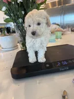 Henry , a male Poodle - Toy  for sale in San Tan Valley, AZ – 1 of 2