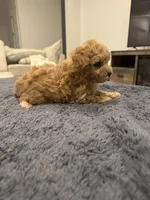 Sammy , a male Poodle - Toy  and Poodle - Miniature  for sale in San Tan Valley, AZ – 3 of 3