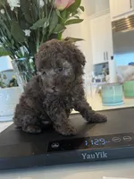 Mocha, a female Poodle - Toy  and Poodle - Miniature  for sale in San Tan Valley, AZ – 4 of 4