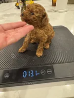 Hazel, a female Poodle - Toy  for sale in San Tan Valley, AZ – 2 of 5