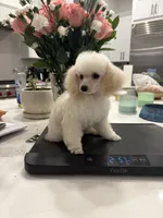 Timmy, a male Poodle - Toy  for sale in San Tan Valley, AZ – 2 of 4
