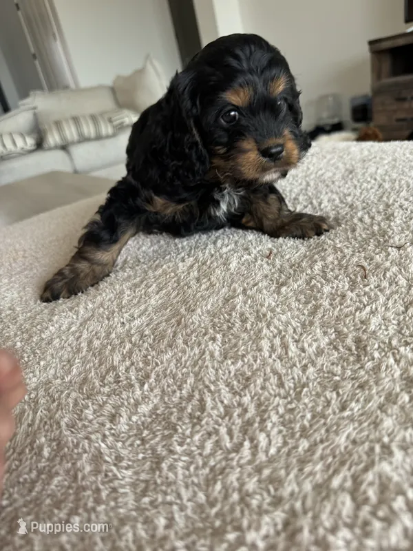 Elsie – Cavapoo puppy for sale in San Tan Valley, AZ