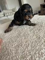 Elsie, a female Cavapoo and Cavalier King Charles Spaniel for sale in San Tan Valley, AZ – 3 of 5