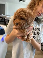 Billy, a male Poodle - Toy  for sale in San Tan Valley, AZ – 7 of 9