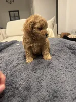 Mia, a female Poodle - Toy  and Poodle - Miniature  for sale in San Tan Valley, AZ – 2 of 2