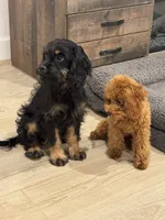 Reba , a female Cavapoo and Cavalier King Charles Spaniel for sale in San Tan Valley, AZ – 3 of 5