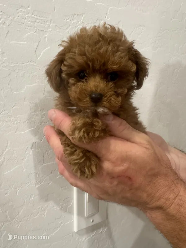 Emmie – Poodle - Toy  puppy for sale in San Tan Valley, AZ