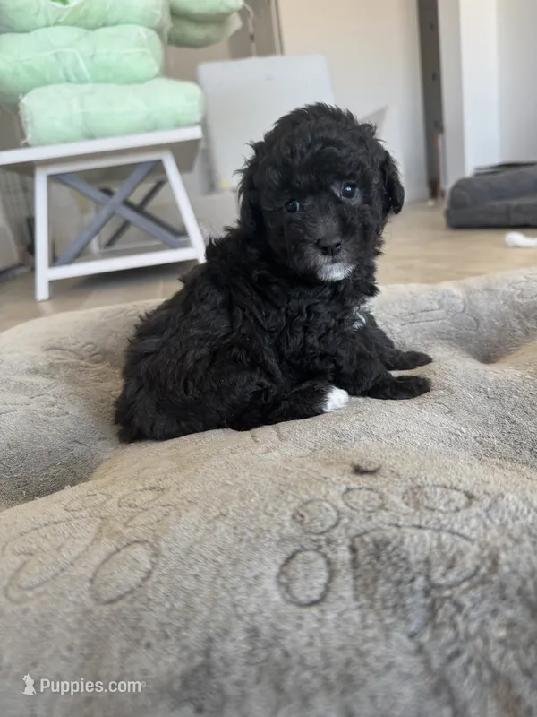Riley – Poodle - Toy , Poodle - Miniature  puppy for sale in San Tan Valley, AZ