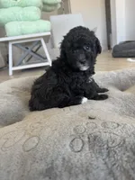 Riley, a female Poodle - Toy  and Poodle - Miniature  for sale in San Tan Valley, AZ – 1 of 4