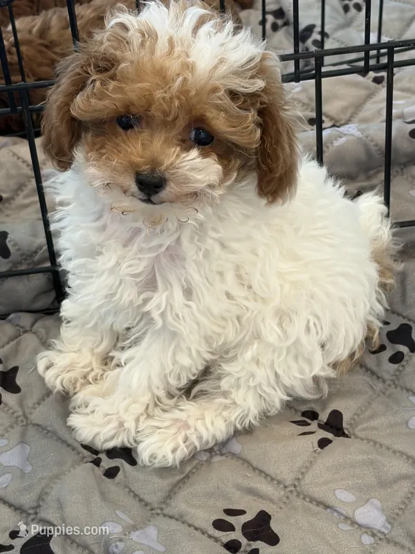 Dottie – Poodle - Toy  puppy for sale in San Tan Valley, AZ
