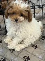 Dottie, a female Poodle - Toy  for sale in San Tan Valley, AZ – Photo 1 of 2