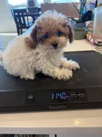 Dottie, a female Poodle - Toy  for sale in San Tan Valley, AZ – Photo 2 of 2